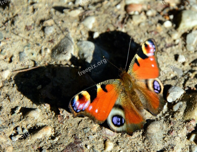 Peacock Butterfly Butterfly Shadow Insect Close Up