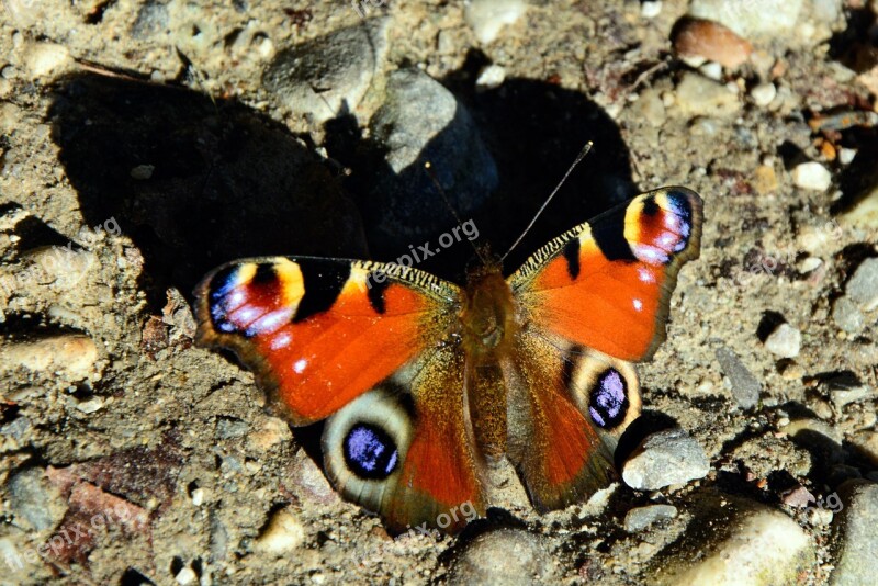 Peacock Butterfly Butterfly Shadow Insect Close Up