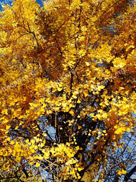 Ginkgo Ginkgo Trees Yellow Ginkgo Tree Free Photos