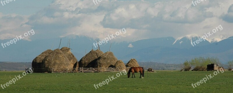 Transylvania Mountains Horse Landscape Animal