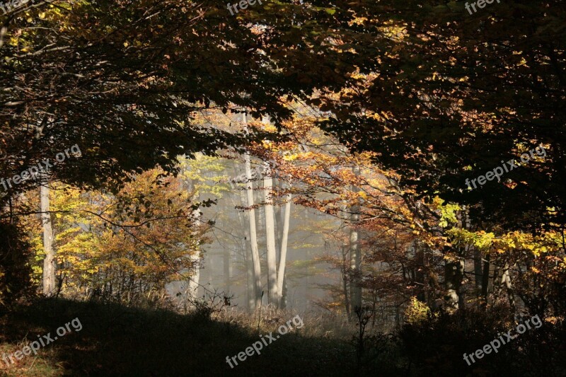 Beech Wood Fog Forest Autumn Mood Deciduous Tree