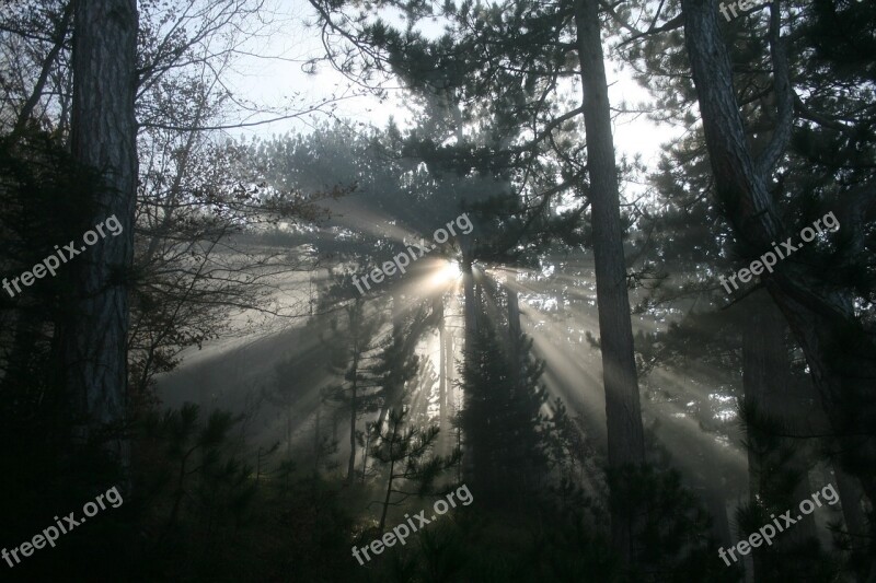 Fog Forest Sunlight Autumn Mood Black Pine Forest