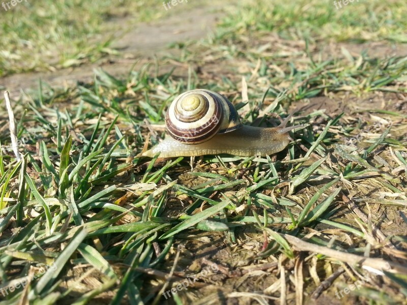 Snail Walking Time Meadow Spring