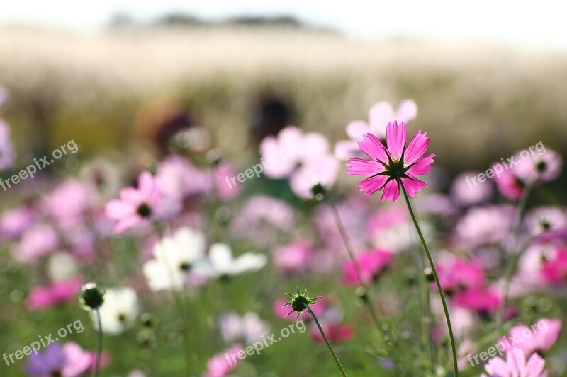 Cosmos Autumn Sky Park Free Photos