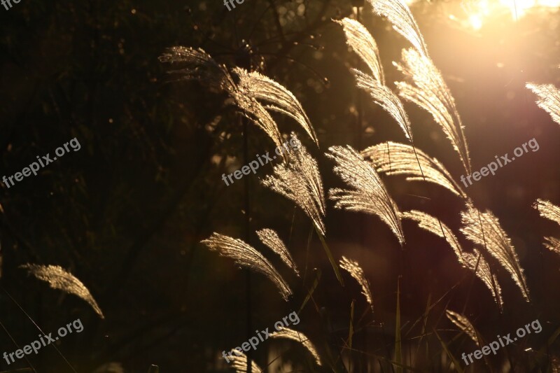 Autumn Silver Grass Sunset Nature Plants