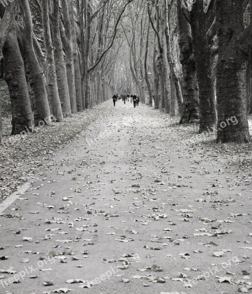 Avenue Trees Human Away Road