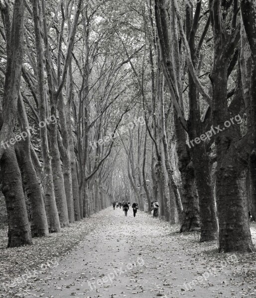 Avenue Trees Human Away Road