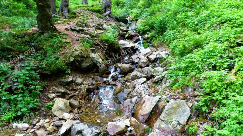 Stream Forest Water Torrent Stones