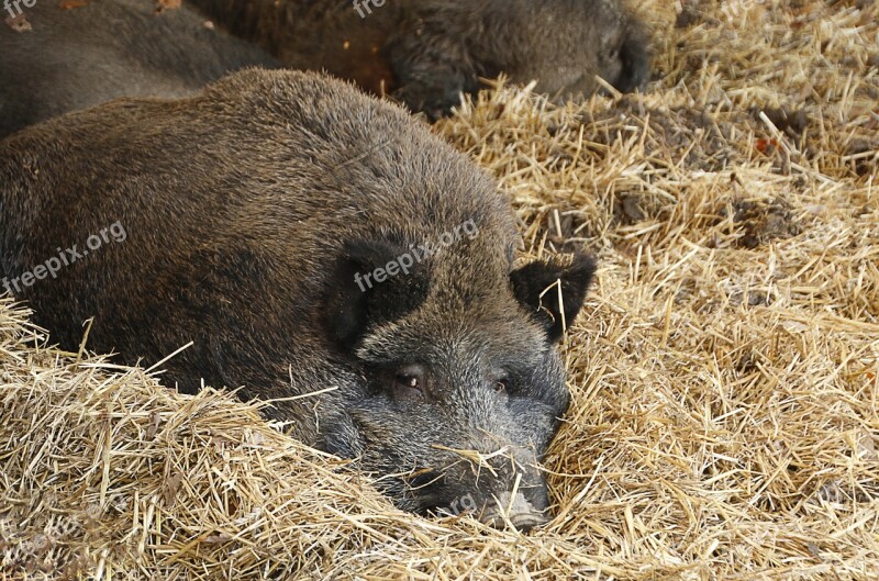 Boar Wild Boar Straw Wildlife Park Deer Park