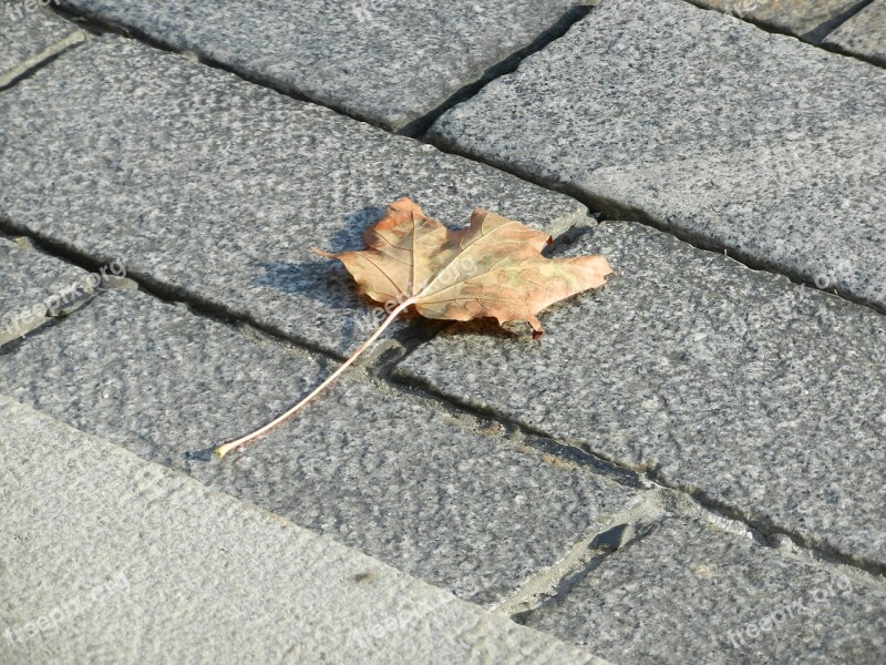 Leaf Pavement Autumn Nature Foliage