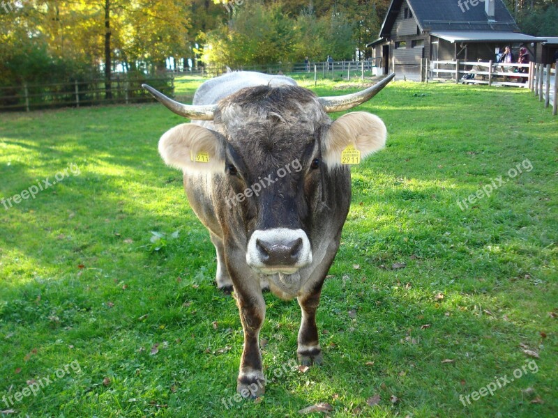 Cow Animal Grey Fur Animals