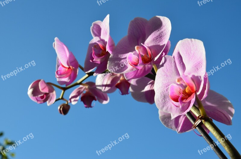 Orchid Flower Spring Purple Pink