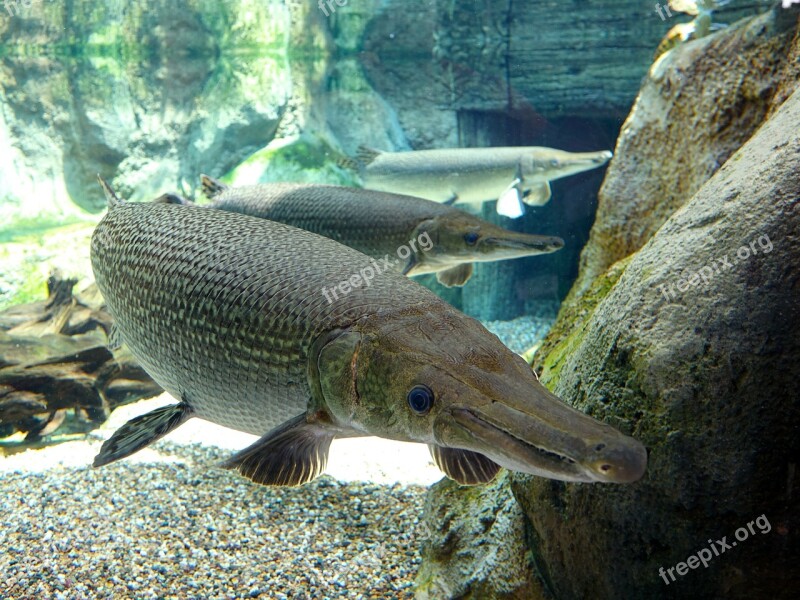 Alligator Gar Amazon Predator Long Jaw