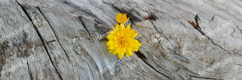 Chrysanthemum Yellow Wood Free Photos