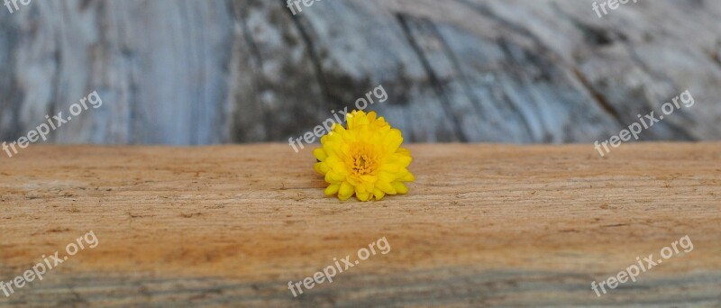 Chrysanthemum Yellow Nature Free Photos