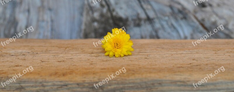 Chrysanthemum Yellow Wood Free Photos