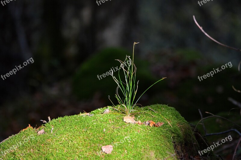 Grass Moss Forest Nature Grow