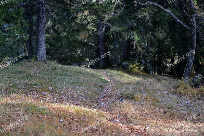 Forest Path Forest Leaves Nature Free Photos