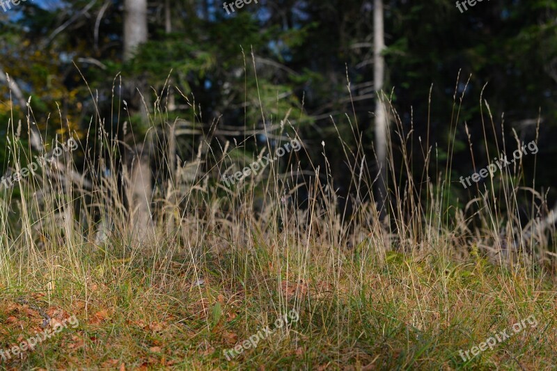 Grasses Forest Meadow Nature Free Photos