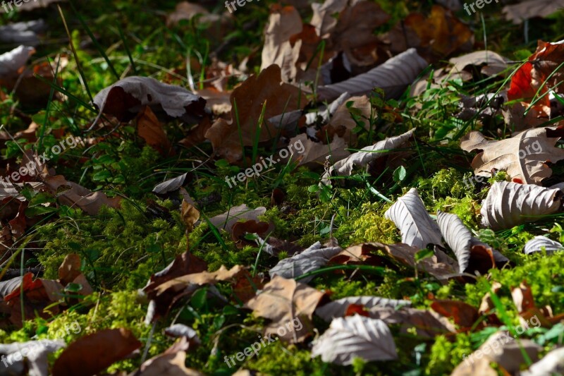 Moss Leaves Meadow Nature Forest Floor