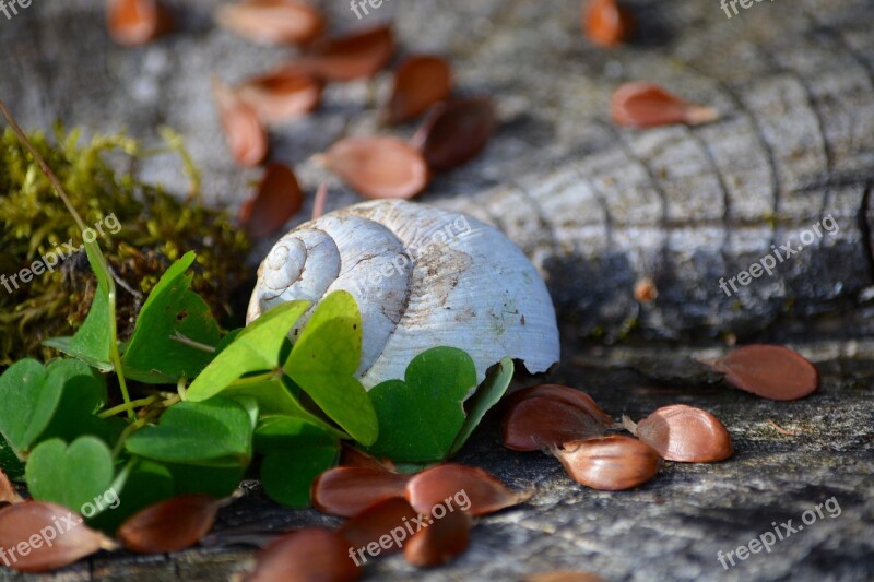 Shell Shamrocks Wood Nature Free Photos