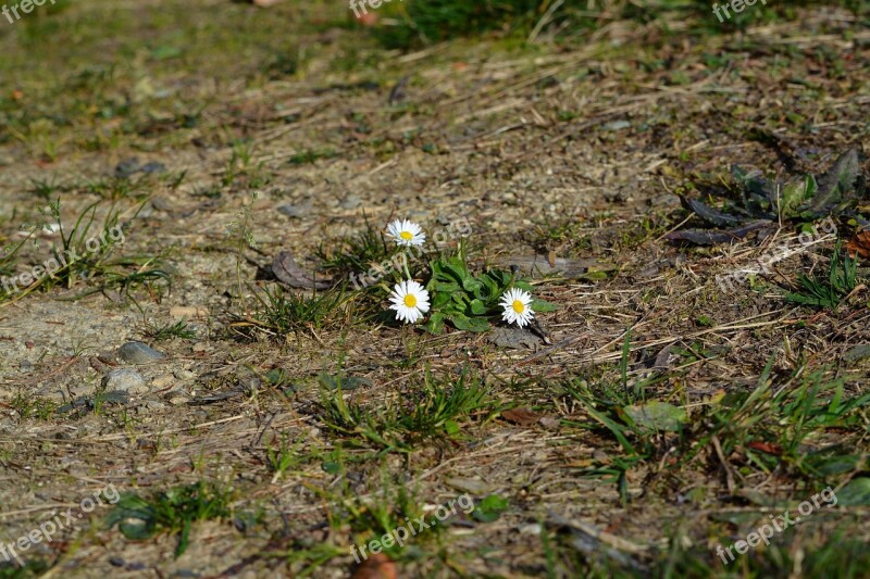 Daisy Flowers White Free Photos