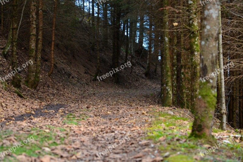 Forest Path Forest Leaves Free Photos