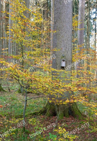 Aviary Tree Log Nest Autumn