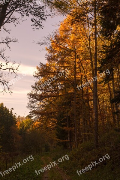 Autumn Forest Leaves Sun Backlighting