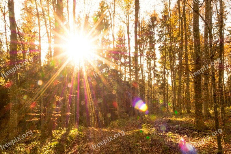 Autumn Forest Leaves Sun Backlighting