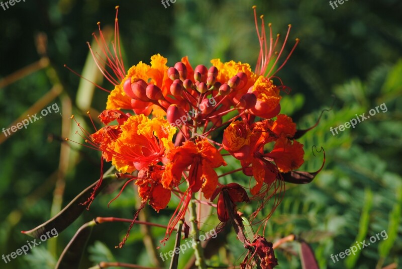 Pride Of Barbados Flower Orange Bright Summer