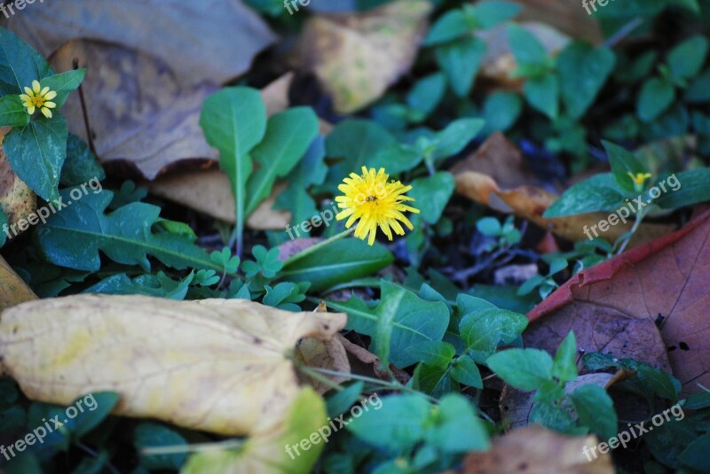 Dandelion Flower Nature Plant Green