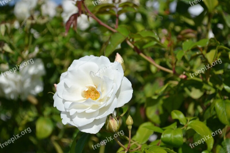 Pink White Flower Rosebush Petals