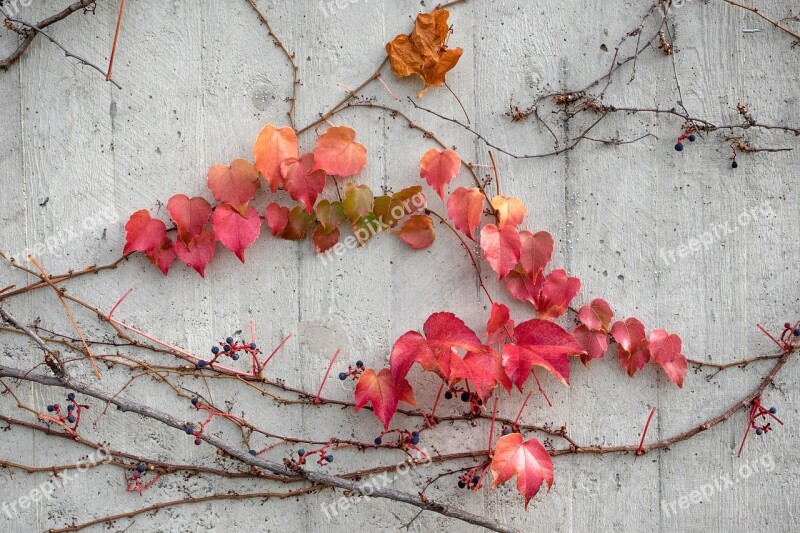 Autumn Leaves Concrete Wall Greening Forest