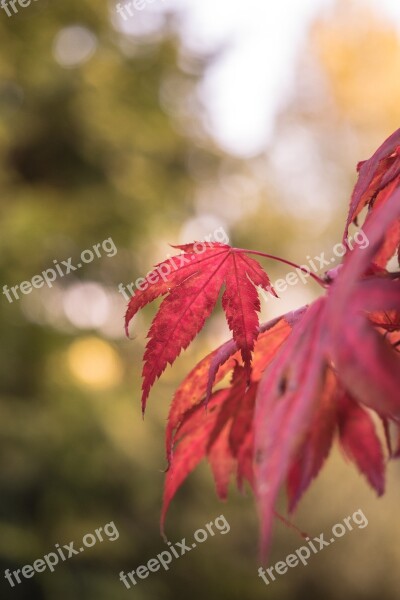 Autumn Leaves Forest Colorful Color