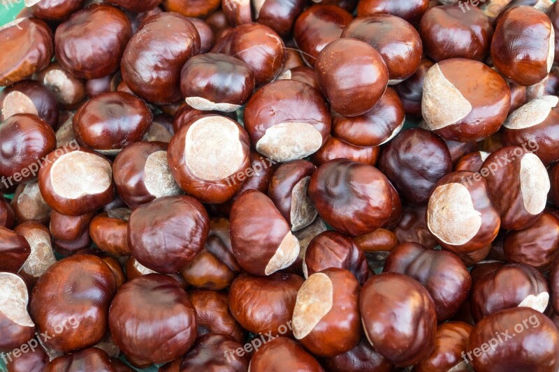 Chestnut Autumn Brown Fruit Fruits