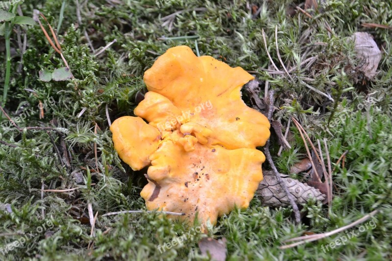 Chanterelle Fungus Foam Free Photos