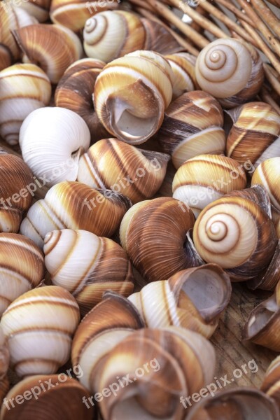 Snails Shell Mollusk Close Up Snail