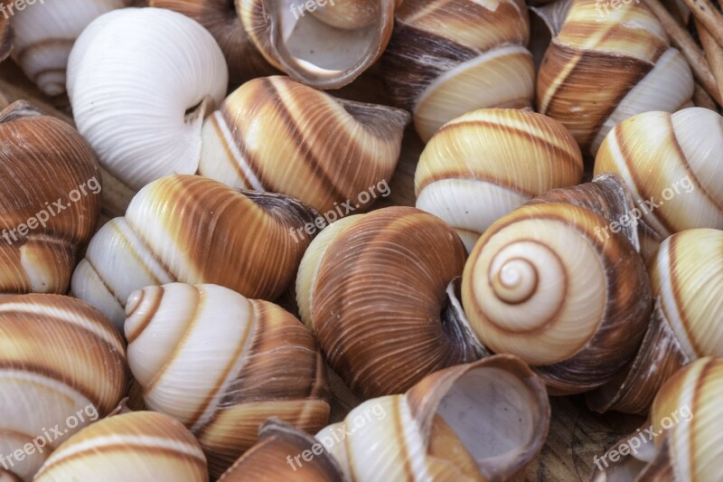 Snails Shell Mollusk Close Up Snail