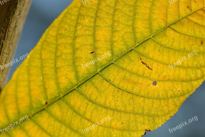 Sheet Veins Autumn Nature Yellow