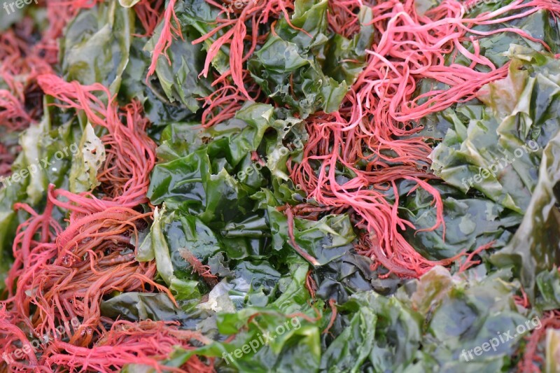 Seaweed Algae Nature Red Green