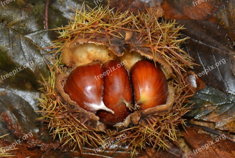 Chestnuts Nature Autumn Bolster Free Photos