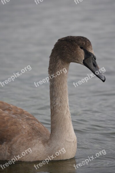 Swan Nature Animal Waterfowl Free Photos