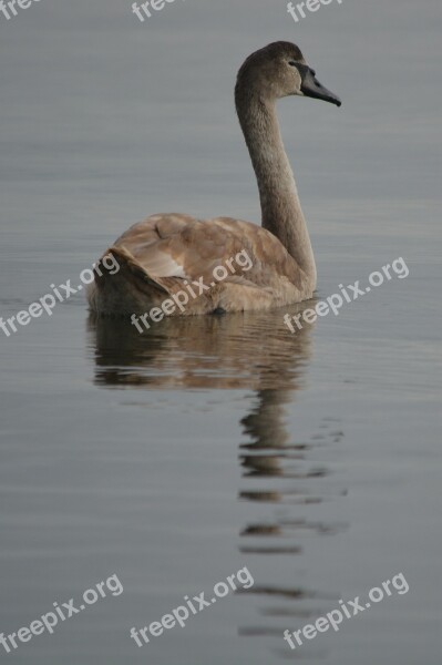 Swan Nature Animal Waterfowl Free Photos