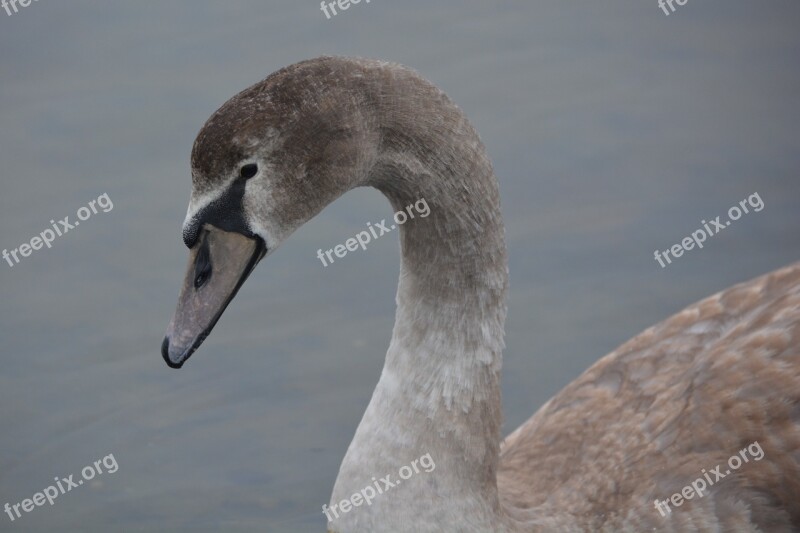 Swan Animal Nature Whooper Swan Waterfowl