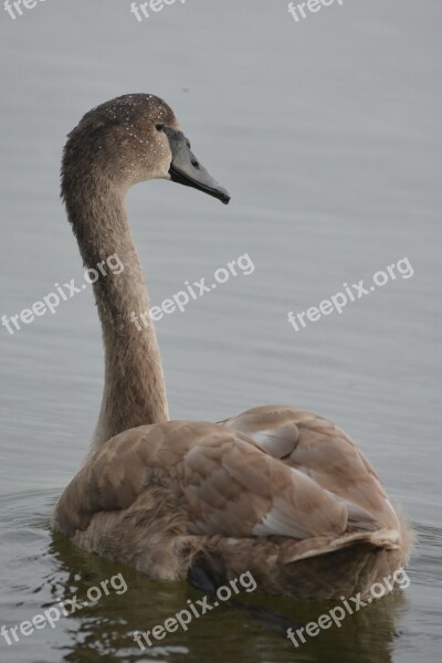 Animal Nature Swan Whooper Swan Waterfowl