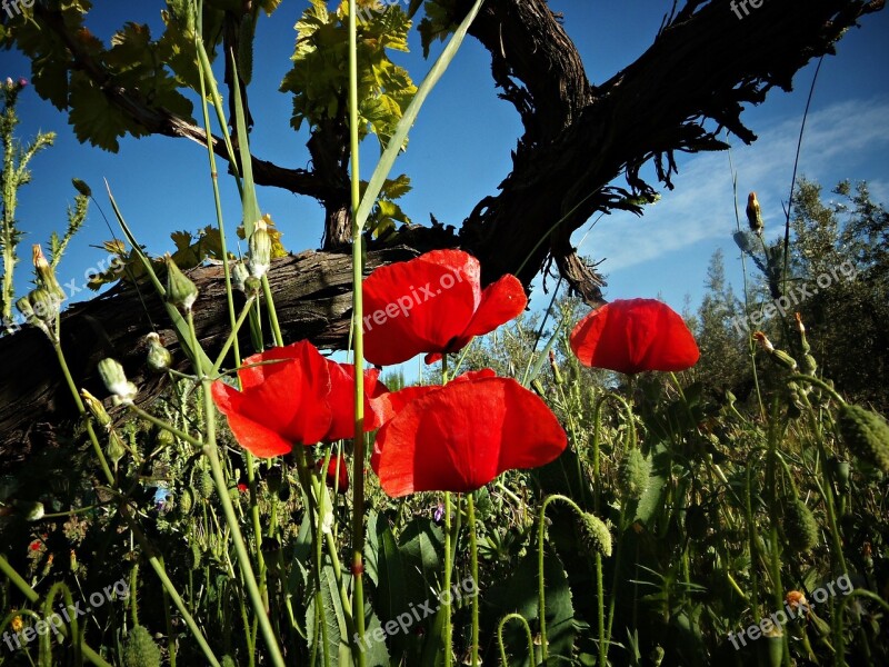 Poppies Wild Field Wild Flowers Field Nature