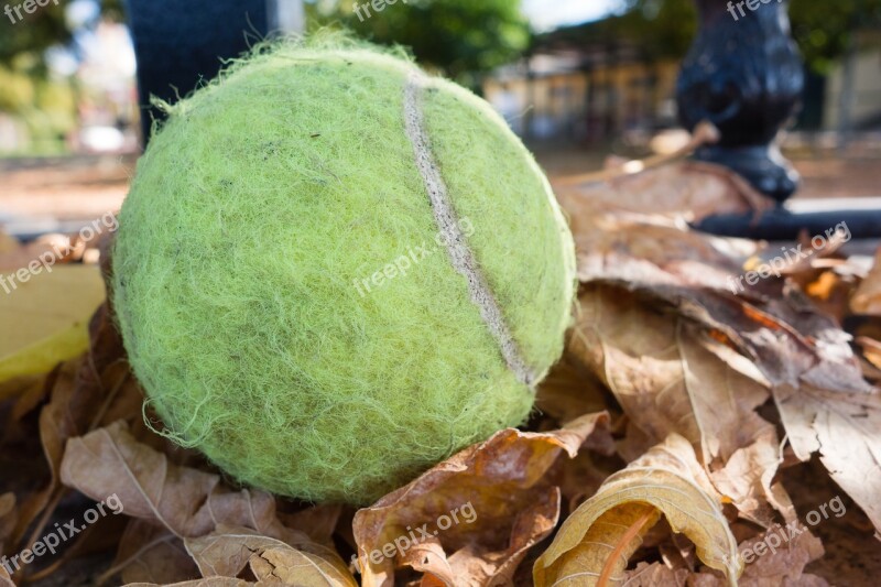 Tennis Ball Ball Tennis Autumn Free Photos