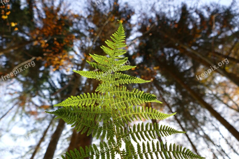 Fern Forest Plant Leaf Free Photos