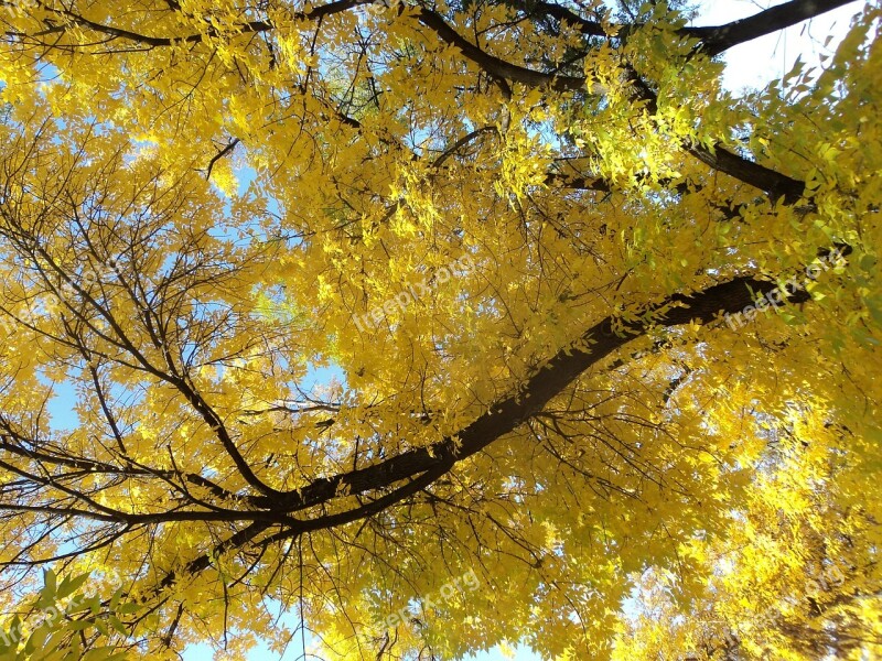 Yellow Crown Ash Autumn Branch Free Photos